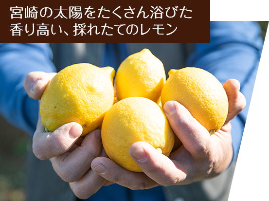 宮崎の太陽をたくさん浴びた香り高い、採れたてのレモン